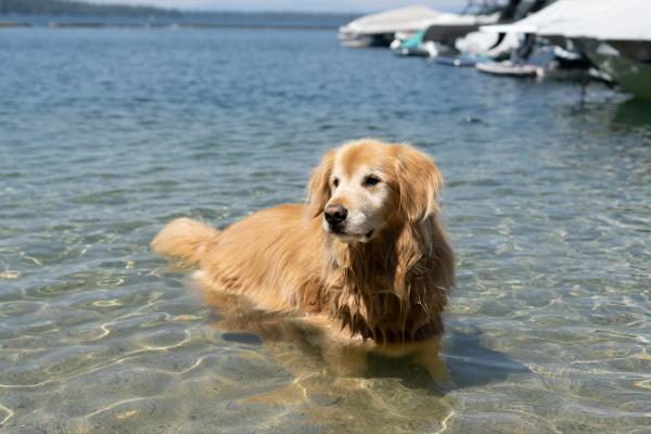 Cores de Golden Retriever - Cuidados com a pelagem do Golden Retriever