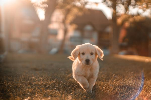 Cores de Golden Retriever - Por que há variação de cores entre os cães da raça Golden Retriever?
