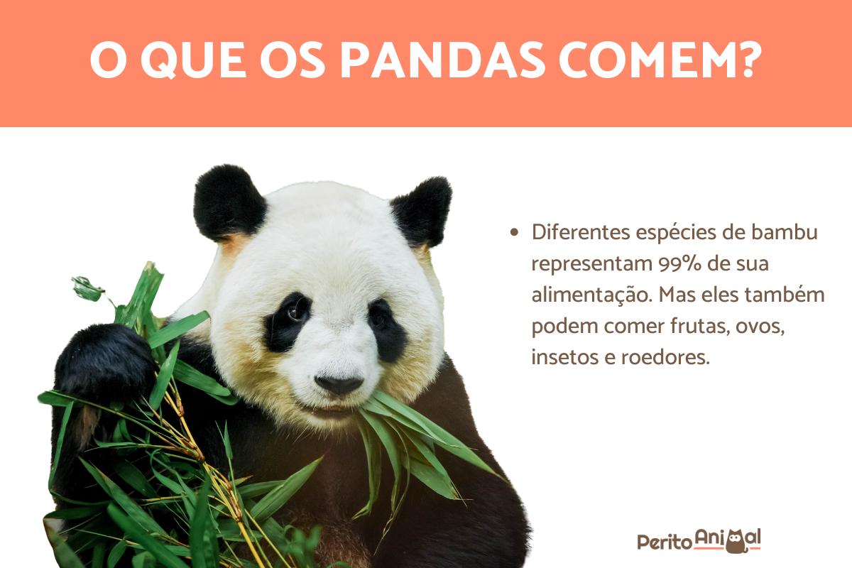 O que os pandas comem?