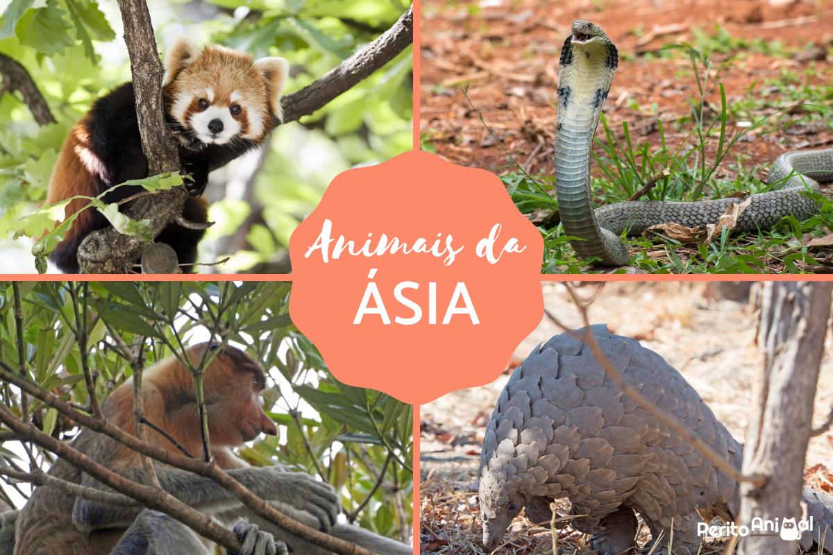 Animais da Ásia