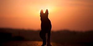 Como explicar a morte de um animal de estimação a uma criança?