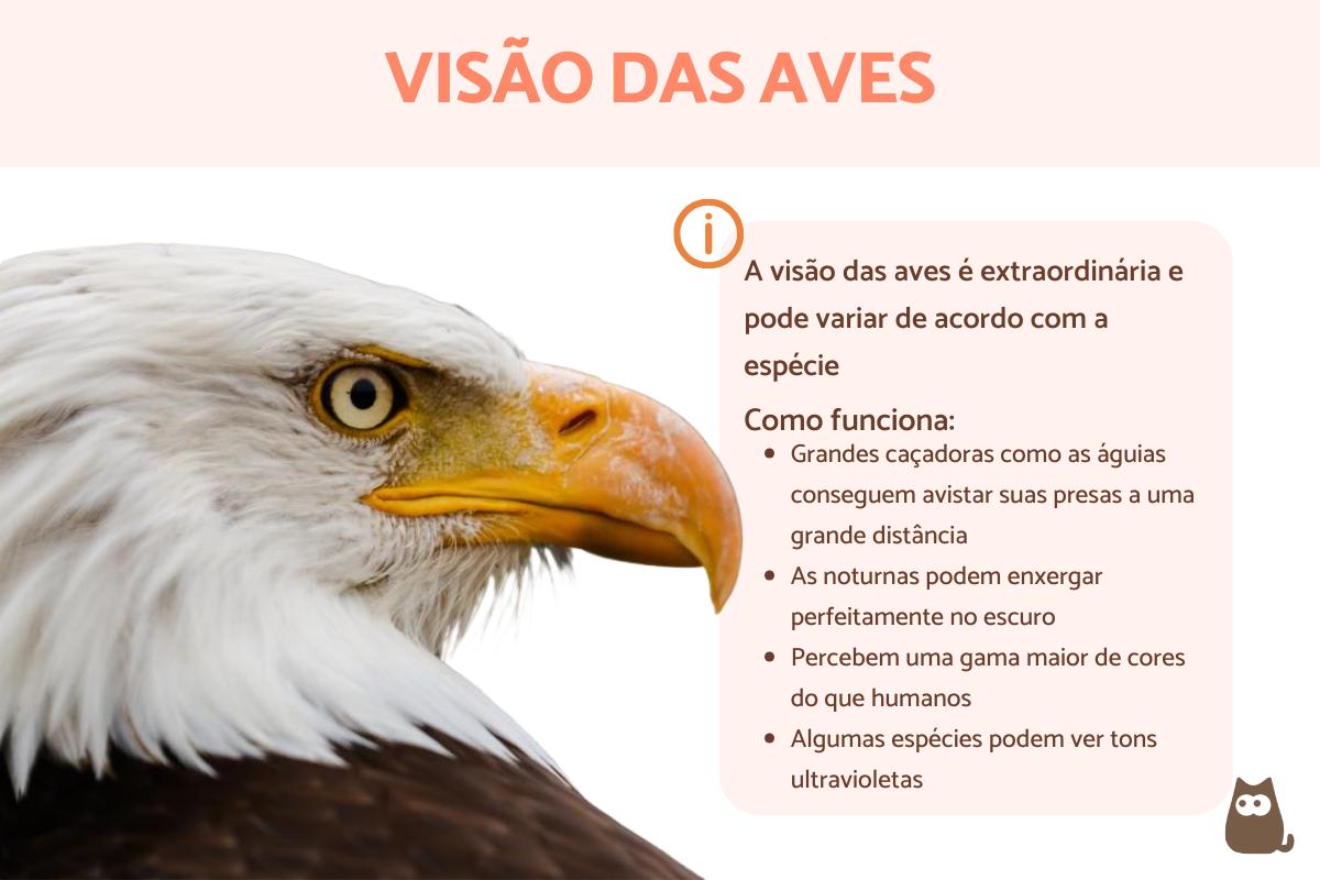 Visão das aves - saiba como funciona