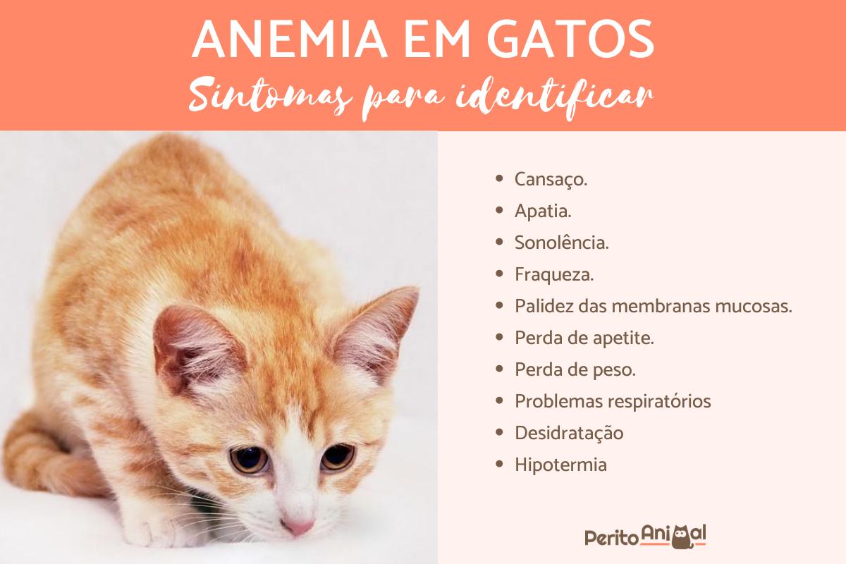 Anemia em gatos - Sintomas e tratamento