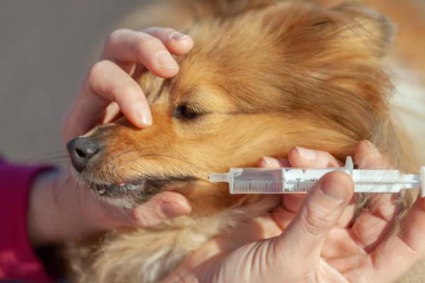 Enterogermina para cachorro - Para que serve, doses e efeitos colaterais - Como dar Enterogermina para o cachorro