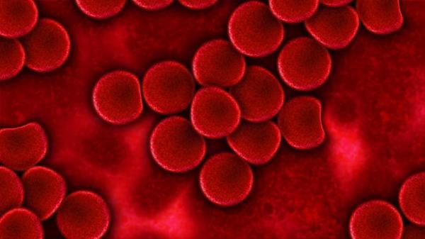 Anemia em gatos - Sintomas e tratamento - O que é a anemia em gatos?