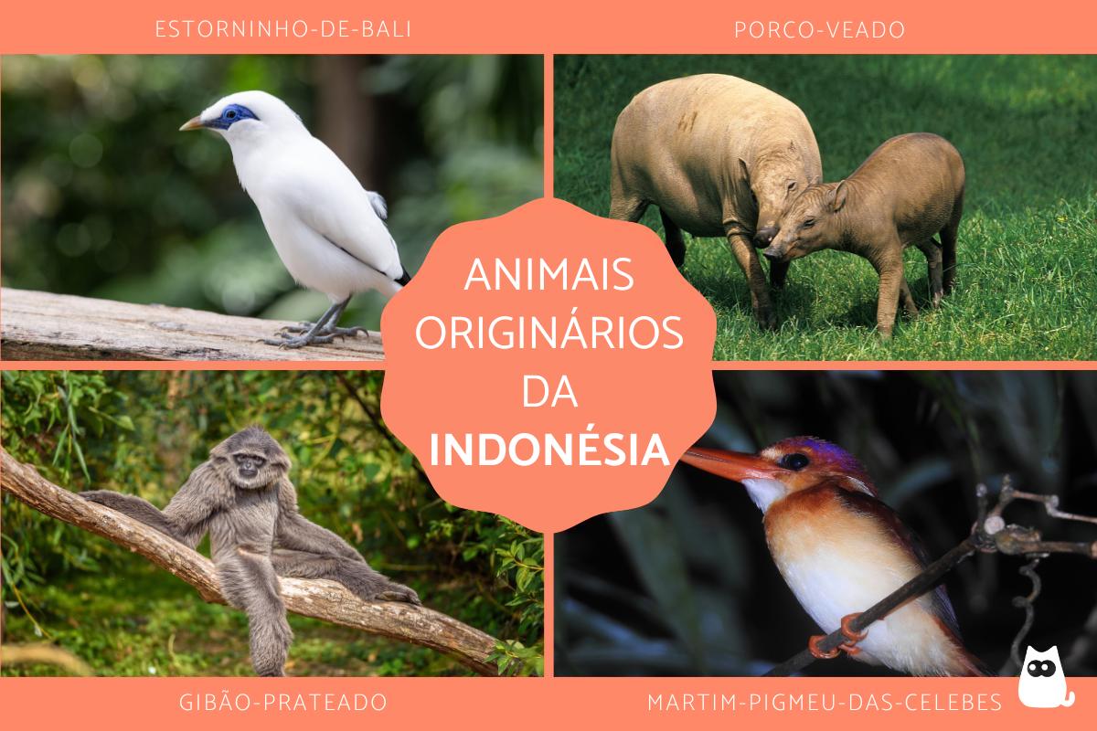 Animais da Indonésia