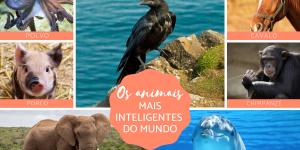 Os animais mais inteligentes do mundo