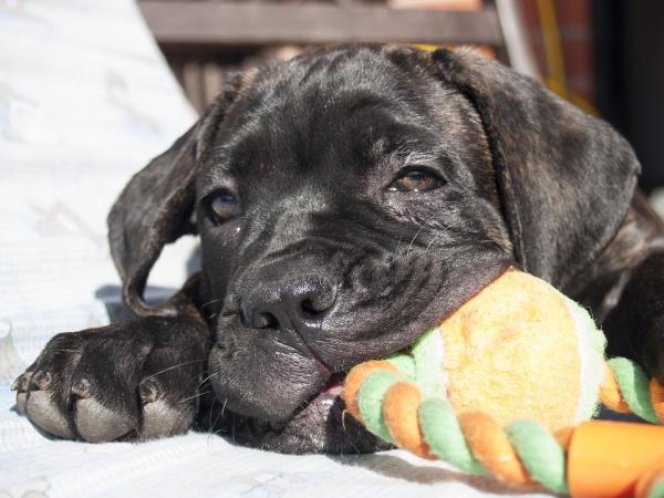 Cachorro mordendo tudo - 7 motivos!