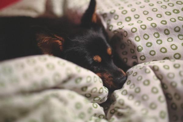 Florais de Bach para a insônia em cães - Como administrar os florais de Bach ao cachorro?