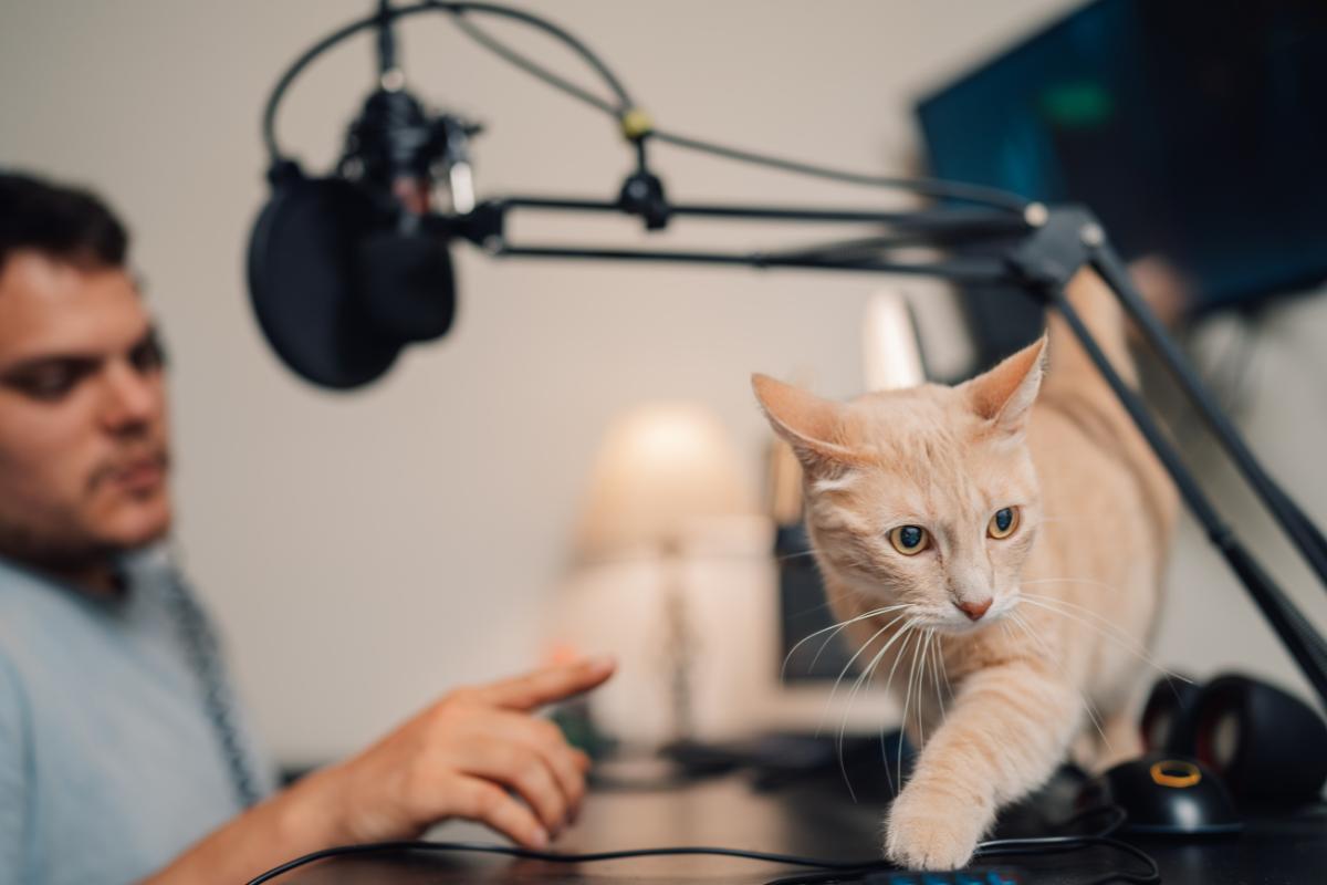 Como repreender um gato?