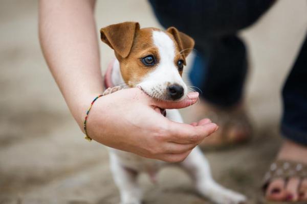 Cachorro mordendo tudo - 7 motivos! - Comportamento normal em filhotes