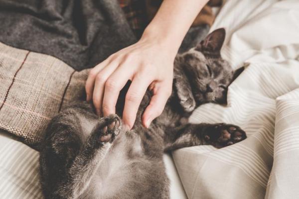 Como fazer um gato gostar de você - 5. Não o incomode enquanto dorme
