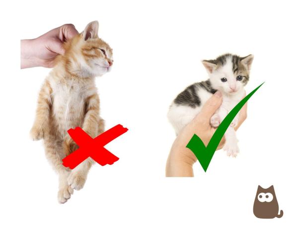 Como fazer um gato gostar de você - 8. Não o pegue pela pele do pescoço