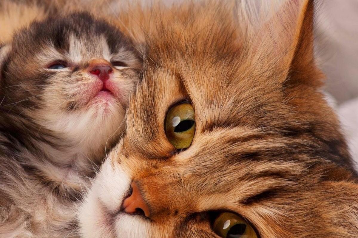 Por que minha gata rejeita seus filhotes?