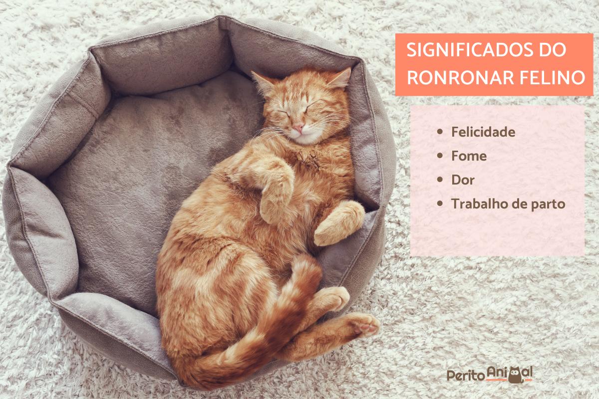 Por que os gatos fazem barulho de motor? Tenho que me preocupar?