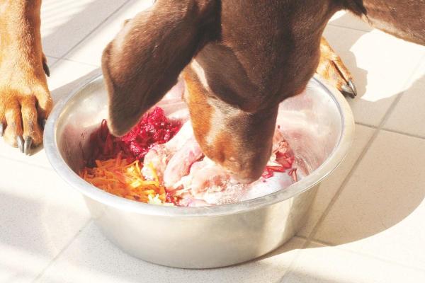 Como dar proteína para cachorro - Alimentos con proteína para perros