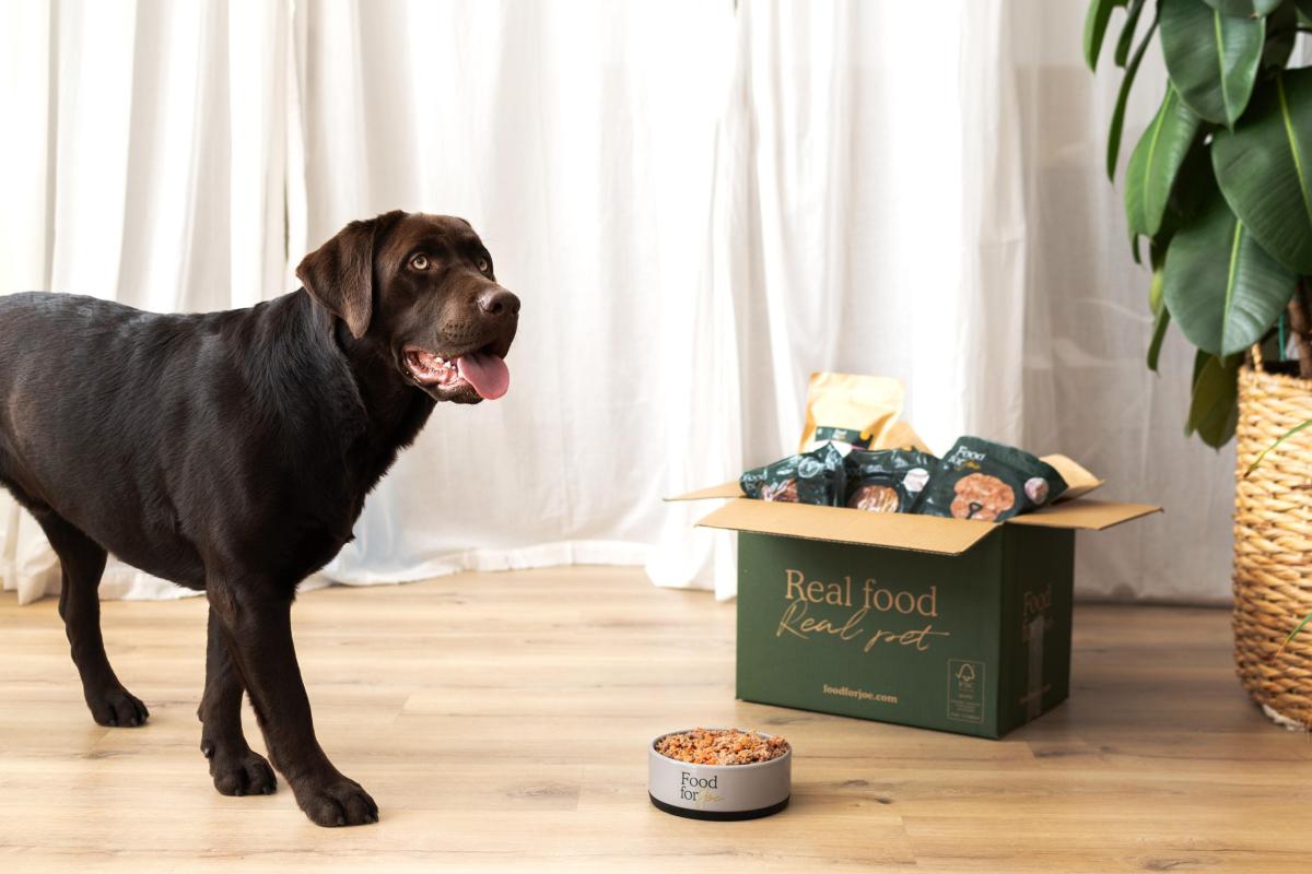 Como dar proteína para cachorro