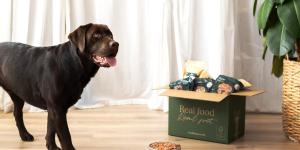 Como dar proteína para cachorro