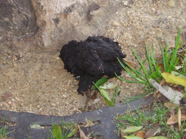 Tipos de fezes de cachorro - Fezes de cachorro escuras ou pretas