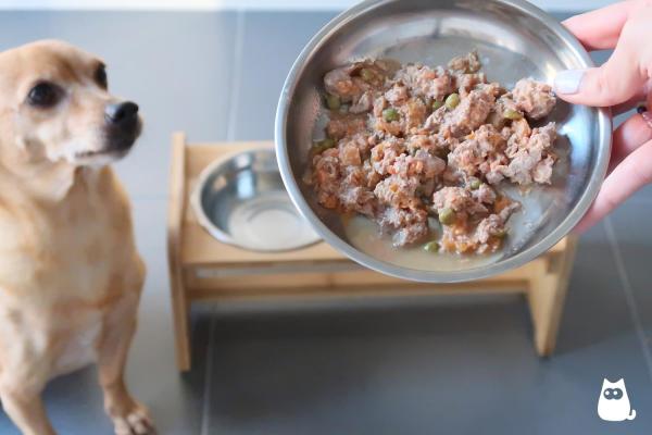 Como dar proteína para cachorro - Quanta proteína um cachorro deve comer?