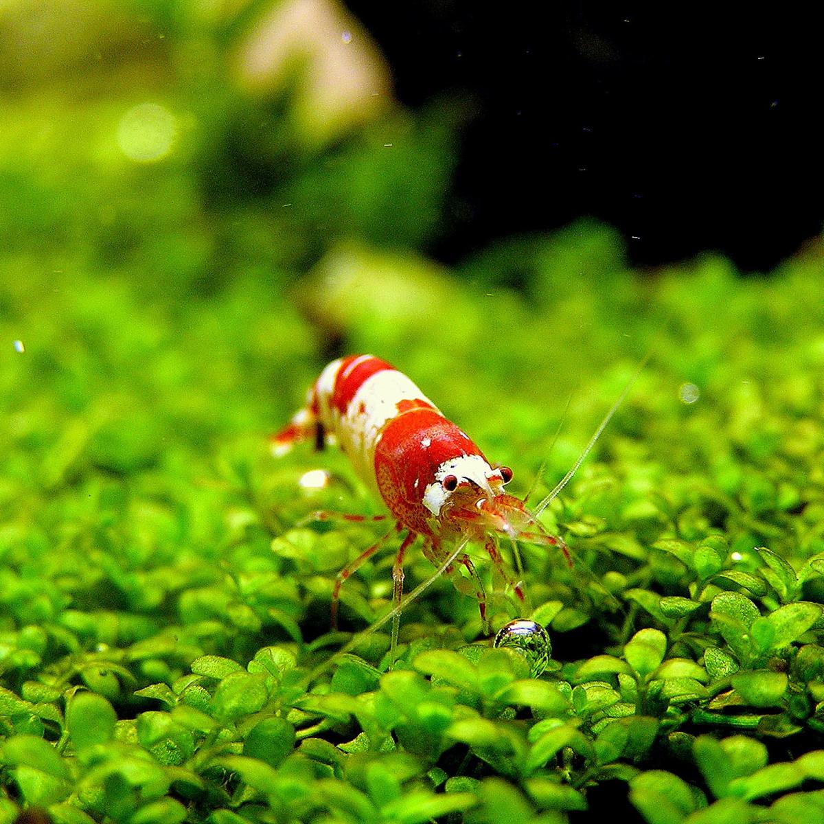 Cuidados dos camarões de aquário