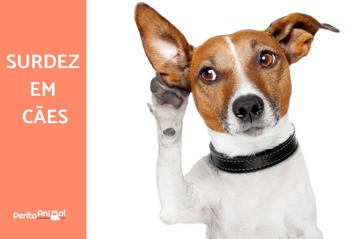 Surdez em cães - Causas, sintomas e tratamento