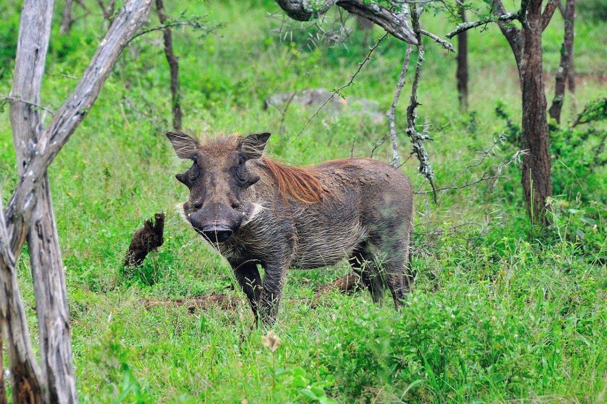 O que os javalis comem?