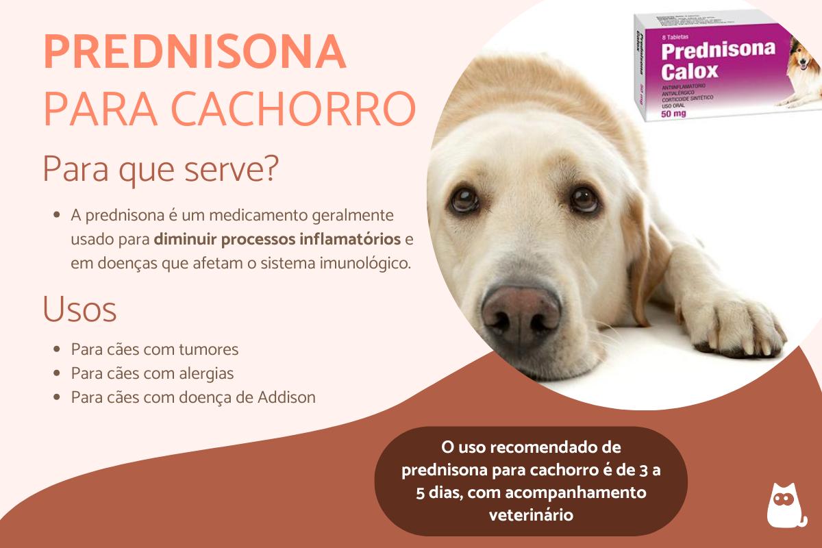 Prednisona para cachorro: para que serve, dosagem e como dar