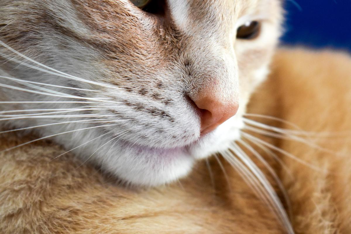 Gato com nariz entupido, o que fazer?