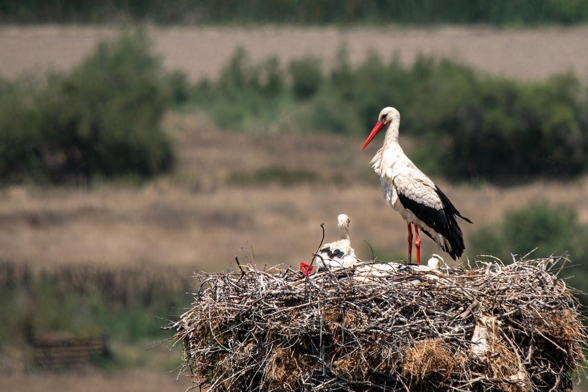 Por que a cegonha mata o filhote?