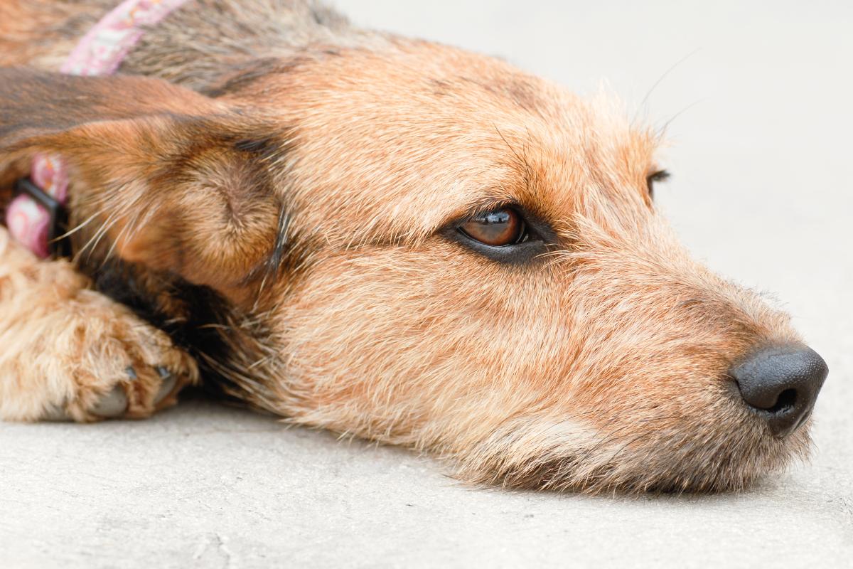 Cachorro com movimentos involuntários, o que pode ser?