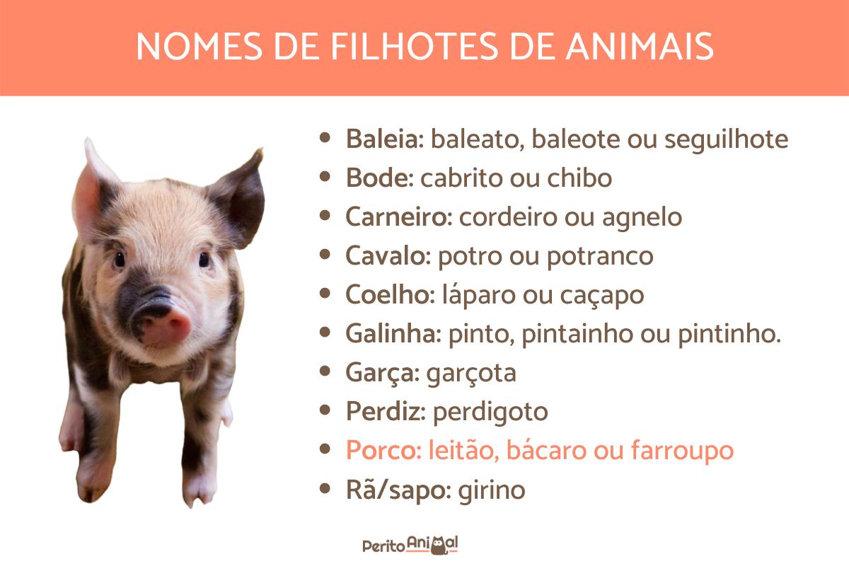 Nomes de filhotes de animais