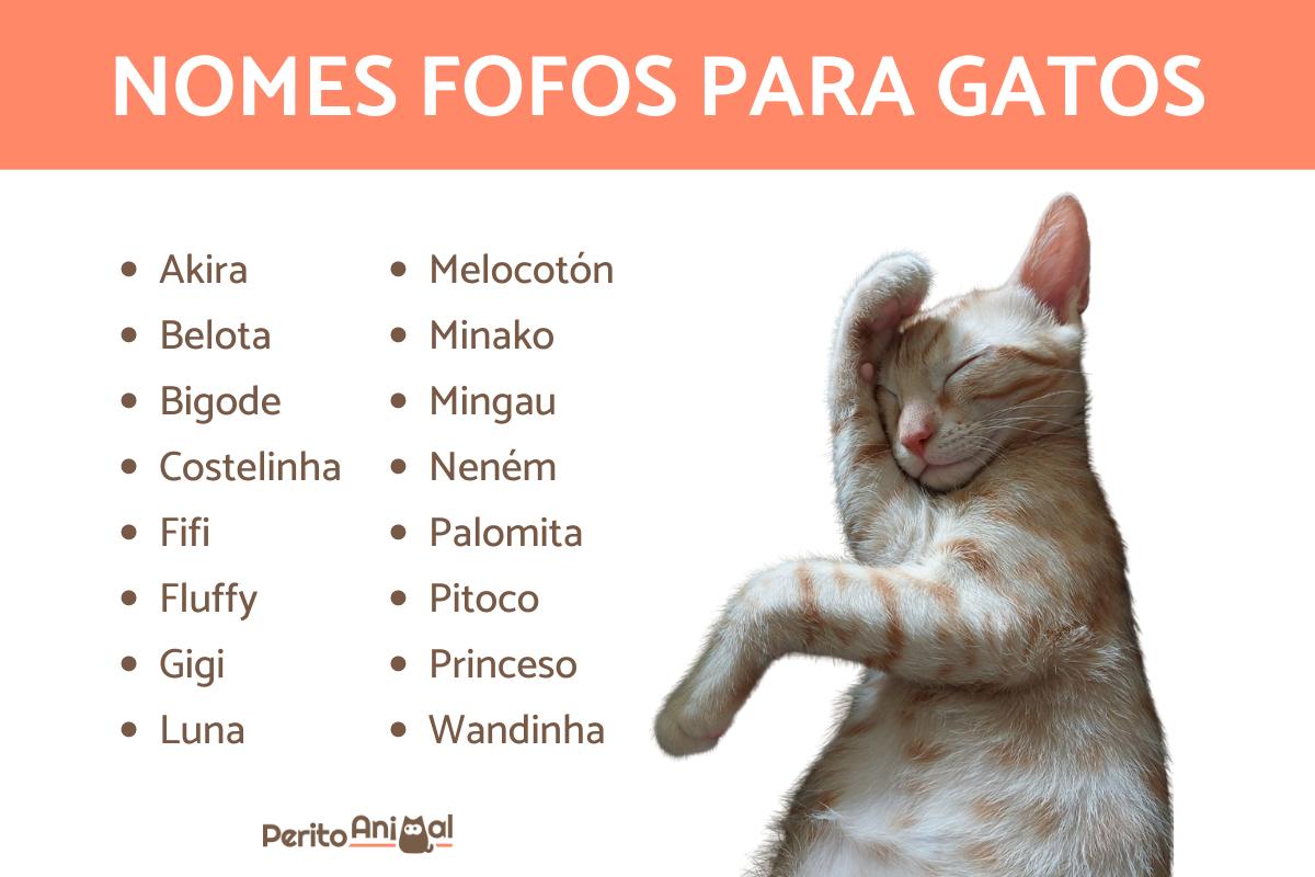 Nomes fofos para gatos