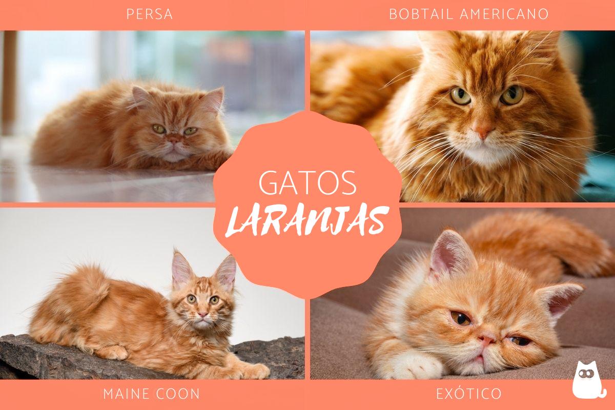 Raças de gatos laranjas