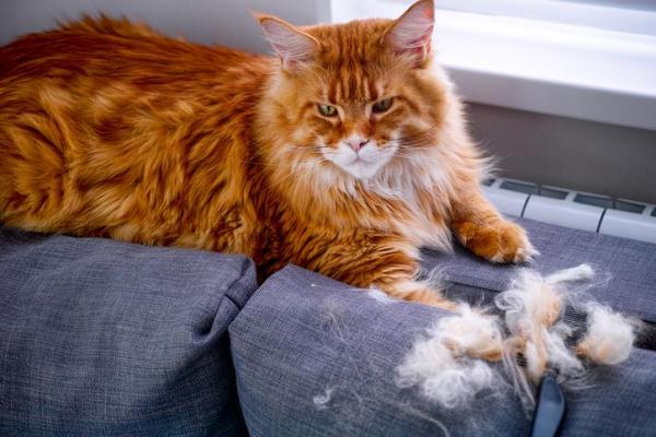 Como é a troca de pelo dos gatos?