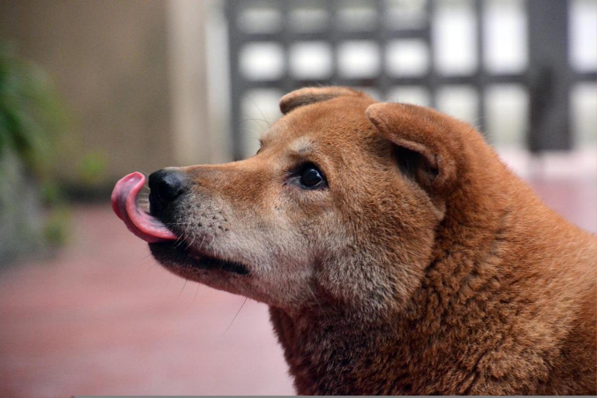 Dermatite acral por lambedura em cães - Tratamento e causas