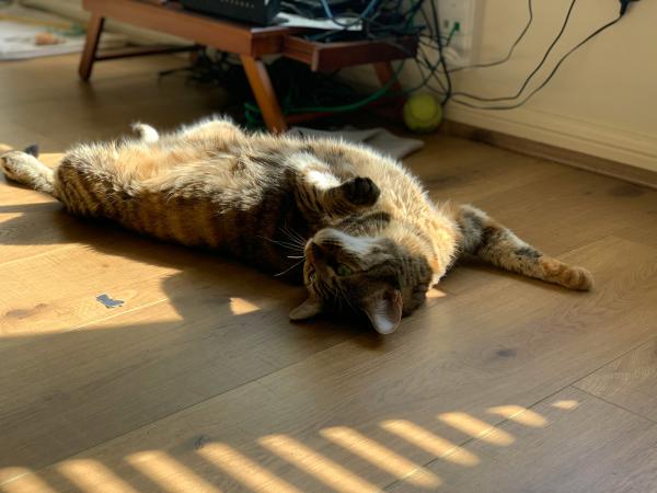 O que siginifica quando o gato morre de olho aberto?
