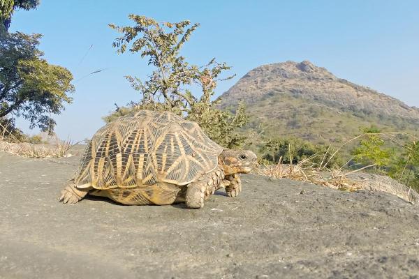 Tipos de tartarugas terrestres - 10. Tartaruga-estrelada-indiana (Geochelone elegans)
