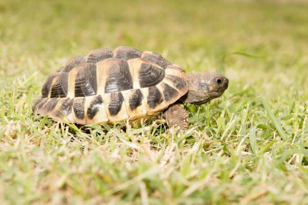 Tipos de tartarugas terrestres - 2. Tartaruga marginata (Testudo marginata)