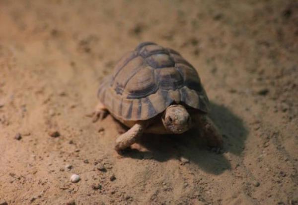 Tipos de tartarugas terrestres - 3. Tartaruga egípcia (Testudo kleinmanni)
