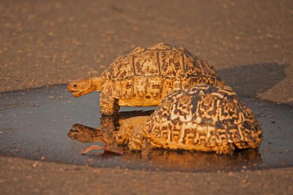 Tipos de tartarugas terrestres - 4. Tartaruga-leopardo (Stigmochelys pardalis)