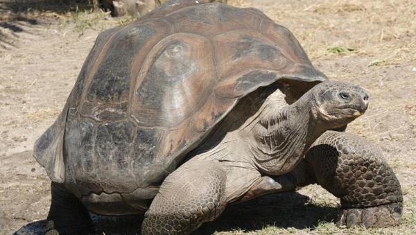 Tipos de tartarugas terrestres - 5. Tartaruga-gigante-de-Fernandina (Chelonoidis phantasticus)