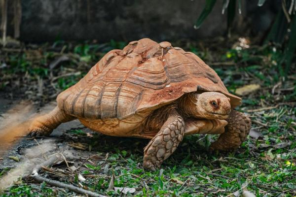 Tipos de tartarugas terrestres - 6. Tartaruga-de-esporas-africana (Centrochelys sulcata)