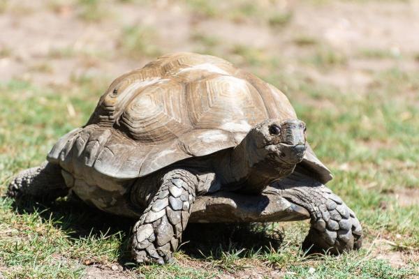 Tipos de tartarugas terrestres - 7. Tartaruga-da-floresta-asiática (Manouria emys)