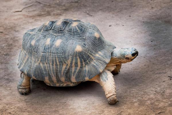 Tipos de tartarugas terrestres - 9. Tartaruga-radiada (Astrochelys radiata)