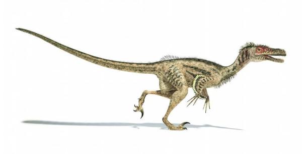 Tipos de dinossauros carnívoros - Exemplos de dinossauros carnívoros: Velociraptor