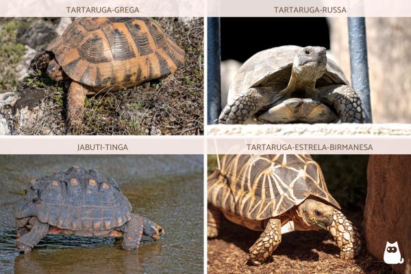 Tipos de tartarugas terrestres - Outros tipos de tartarugas terrestres
