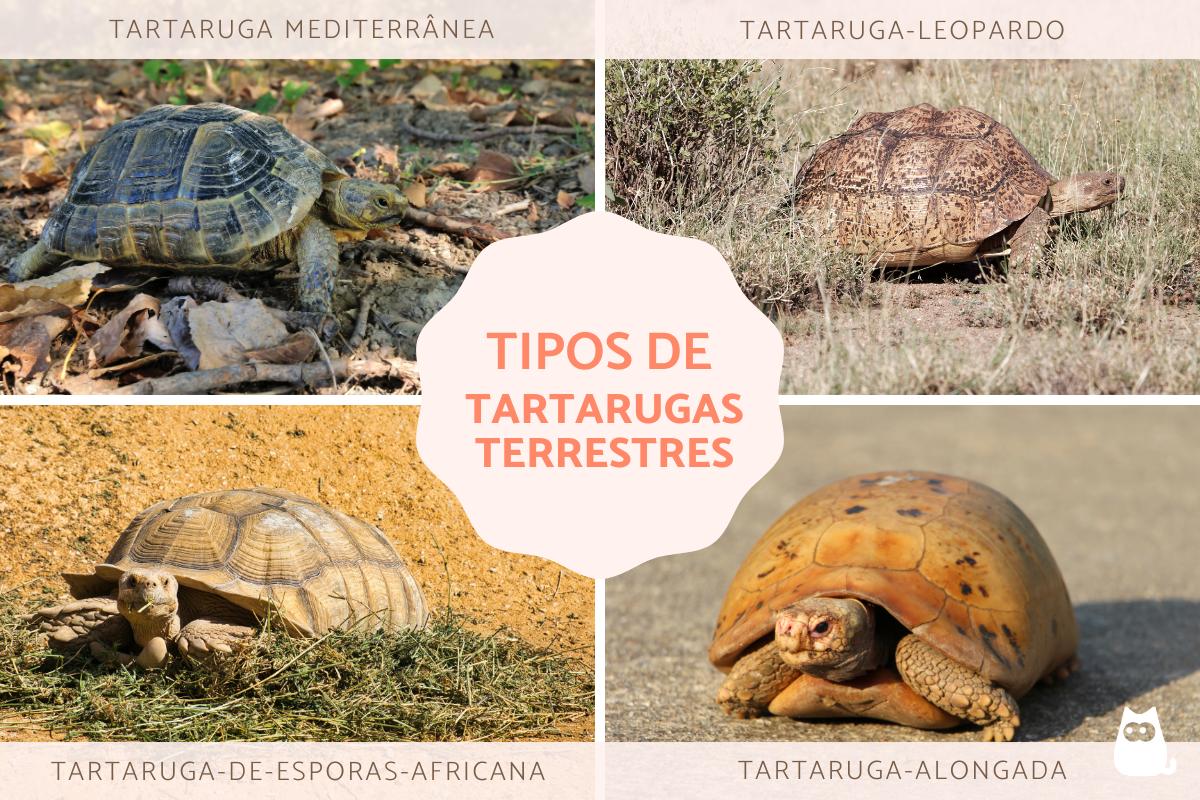 Tipos de tartarugas terrestres