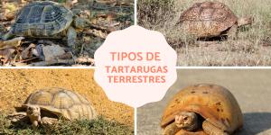 Tipos de tartarugas terrestres