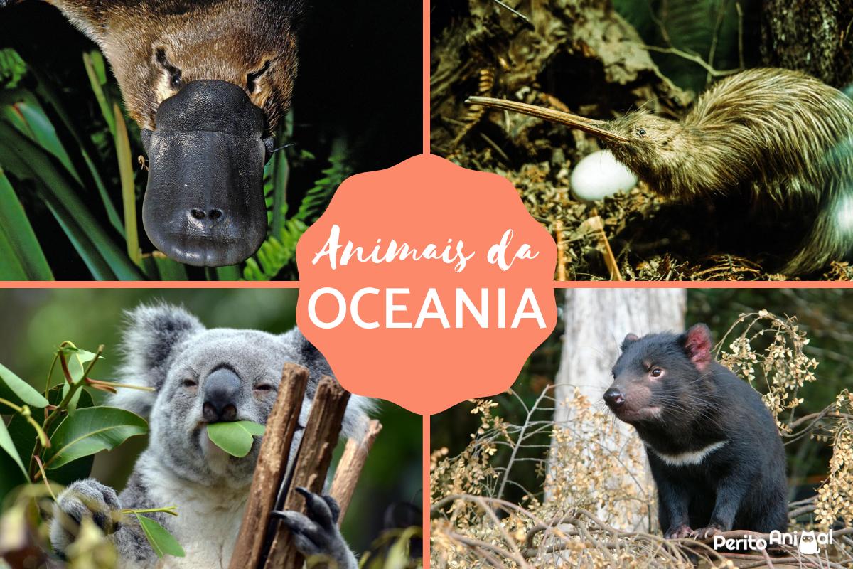 Animais da Oceania